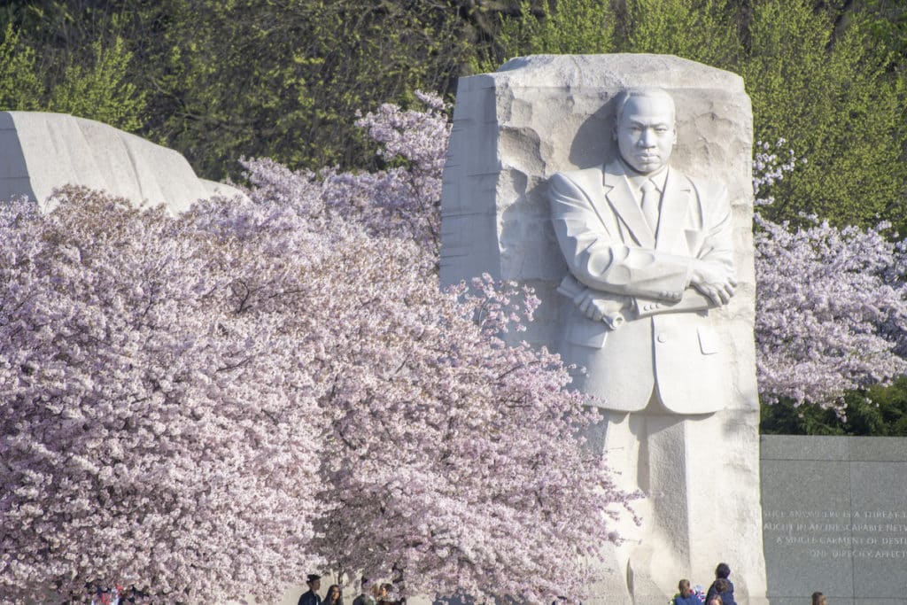 Martin Luther King Jr Memorial surrounded by cherry blossoms