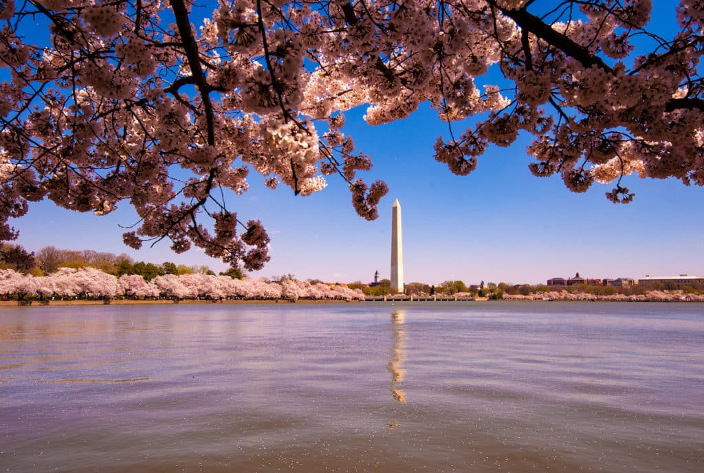 Potomac River Cherry Blossoms