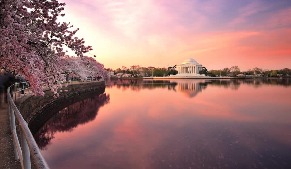 7 Wonderful Ways To Enjoy D.C.’s Cherry Blossoms