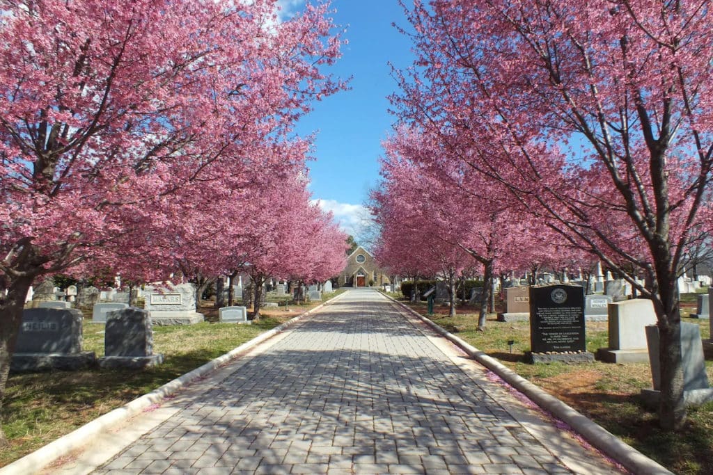 Congressional Cemetery cherry blossoms