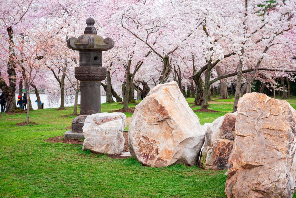 The Japanese Lantern at  the Tidal Basin cherry blossom season