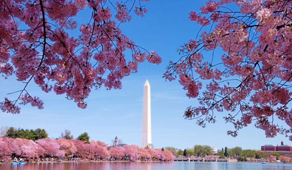 10 Stunning Spots To Admire The Cherry Blossoms In D.C.
