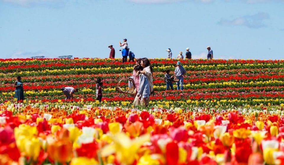 Get Lost In A Colorful Sea Of Flowers At Burnside Farms’s 2023 Festival of Spring