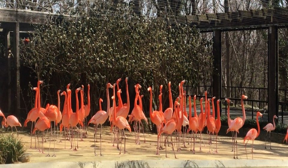 25 American Flamingos Killed By Wild Fox At Smithsonian National Zoo