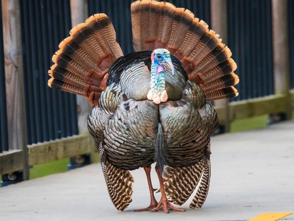 Wild D.C. Turkeys Are More Common Than You Think