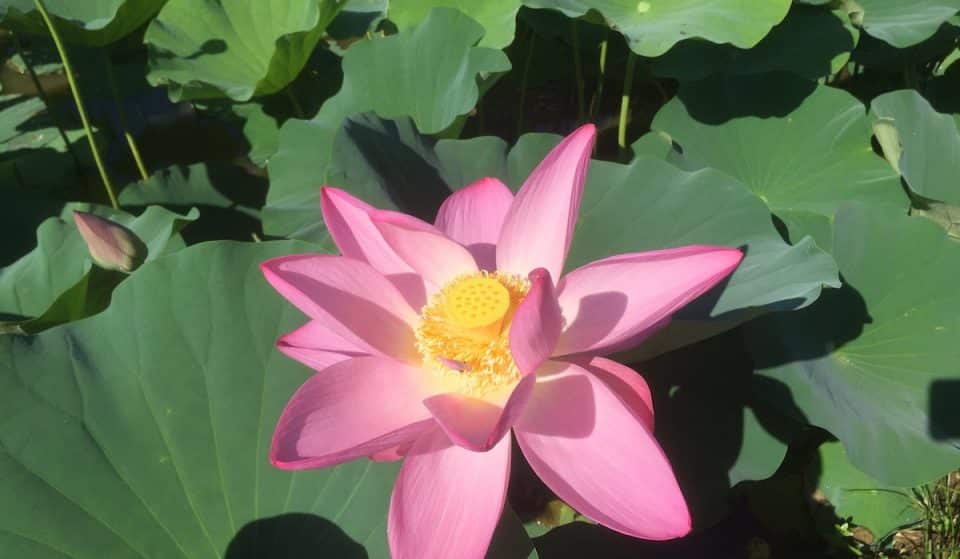 Lotuses And Water Lilies At Peak Bloom At ‘Hidden Gem’ Kenilworth Aquatic Gardens