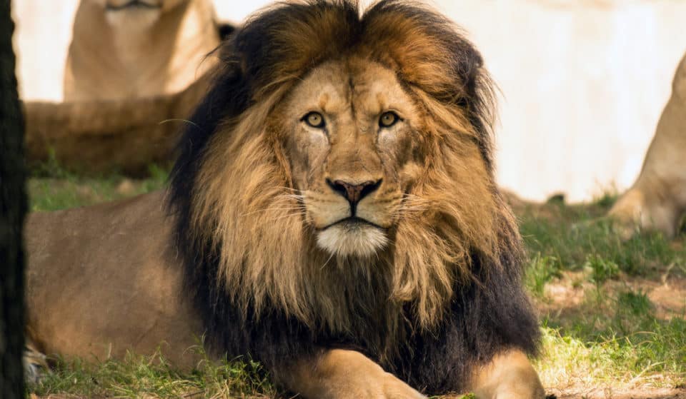 Luke The African Lion Dies At National Zoo