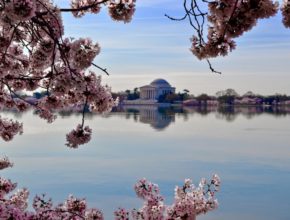 D.C.’s Cherry Blossoms Confused By Weather Whiplash