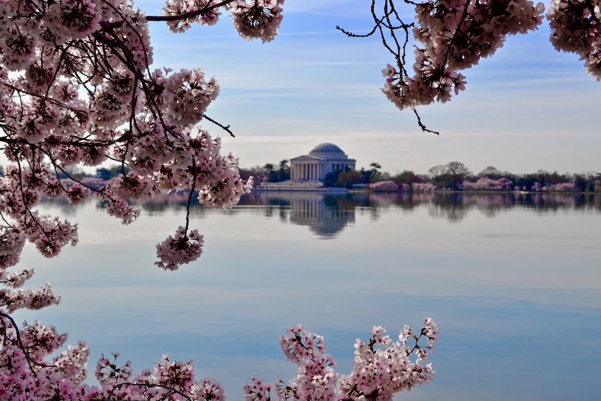 2023 National Cherry Blossom Festival - Cherry Blossom Watch
