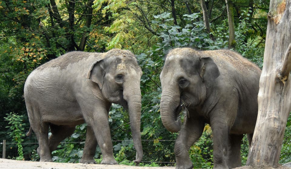 Two New Asian Elephants Now On View At Smithsonian’s National Zoo