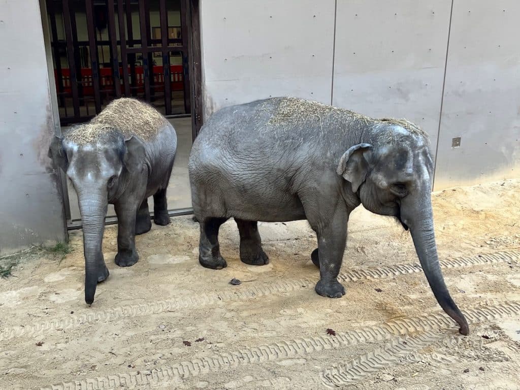 National Zoo Asian Elephants