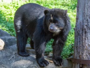 Two Andean Bear Cubs Born At Smithsonian’s National Zoo