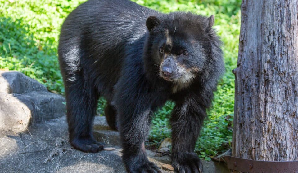 Two Andean Bear Cubs Born At Smithsonian’s National Zoo