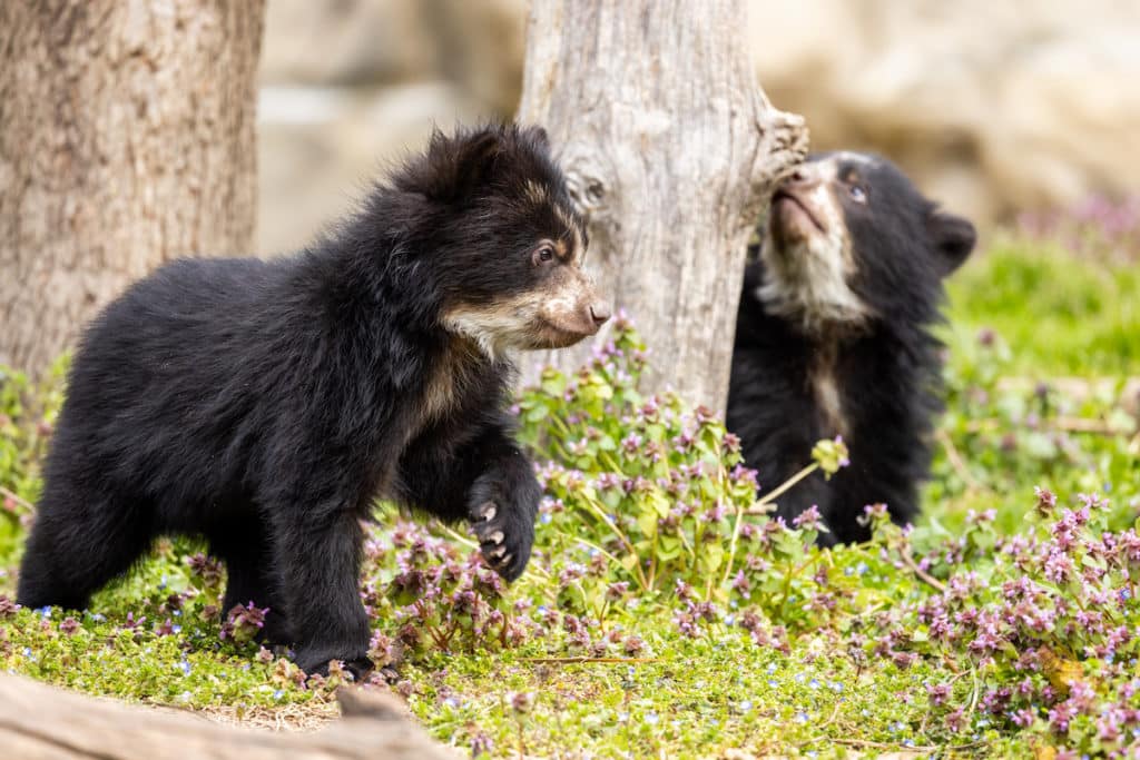 Andean bear cubs at Smithsonian’s National Zoo