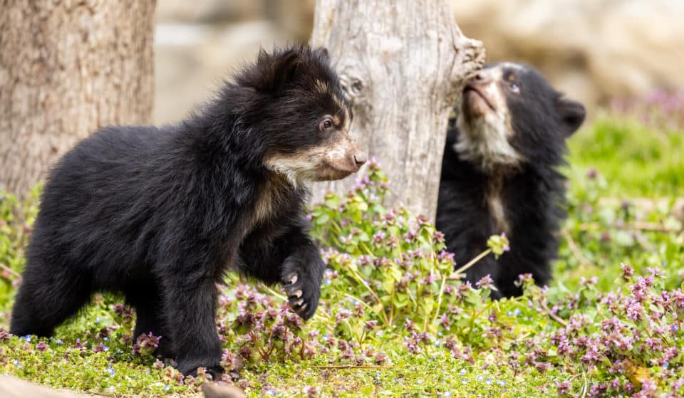 Two Andean Bear Cubs Debut At Smithsonian’s National Zoo