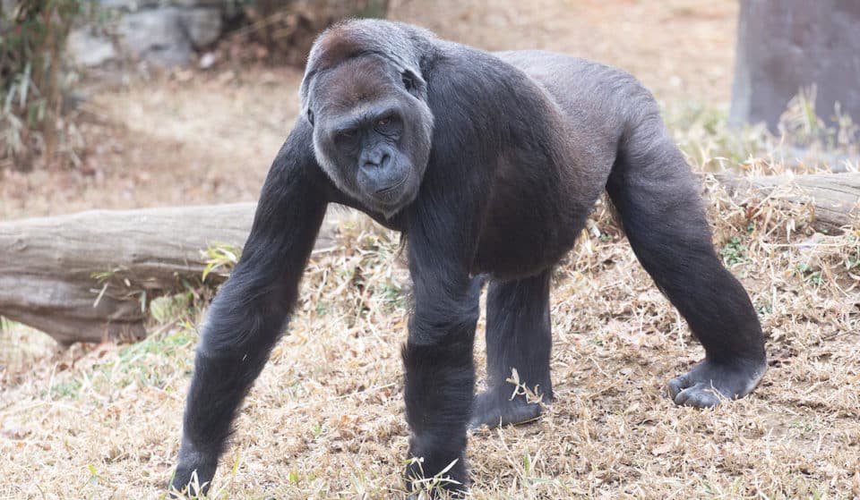 Endangered Gorilla Is Pregnant At D.C.’s National Zoo