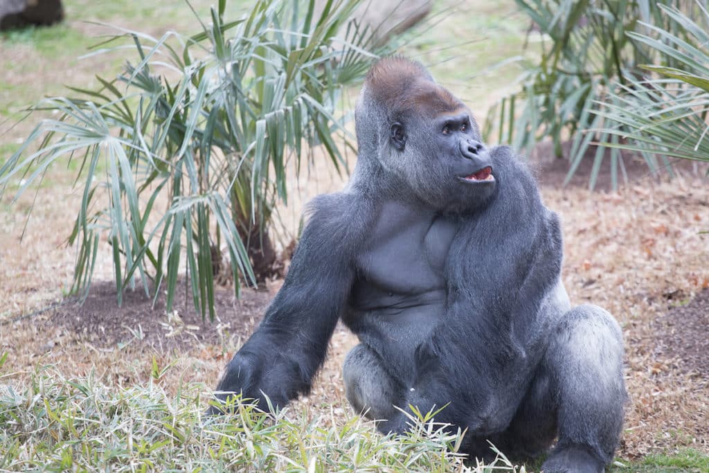 Smithsonian’s National Zoo's endangered western lowland gorilla, Calaya 