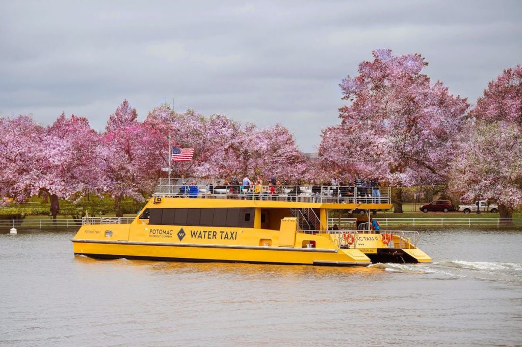 Water Taxi Cherry Blossoms