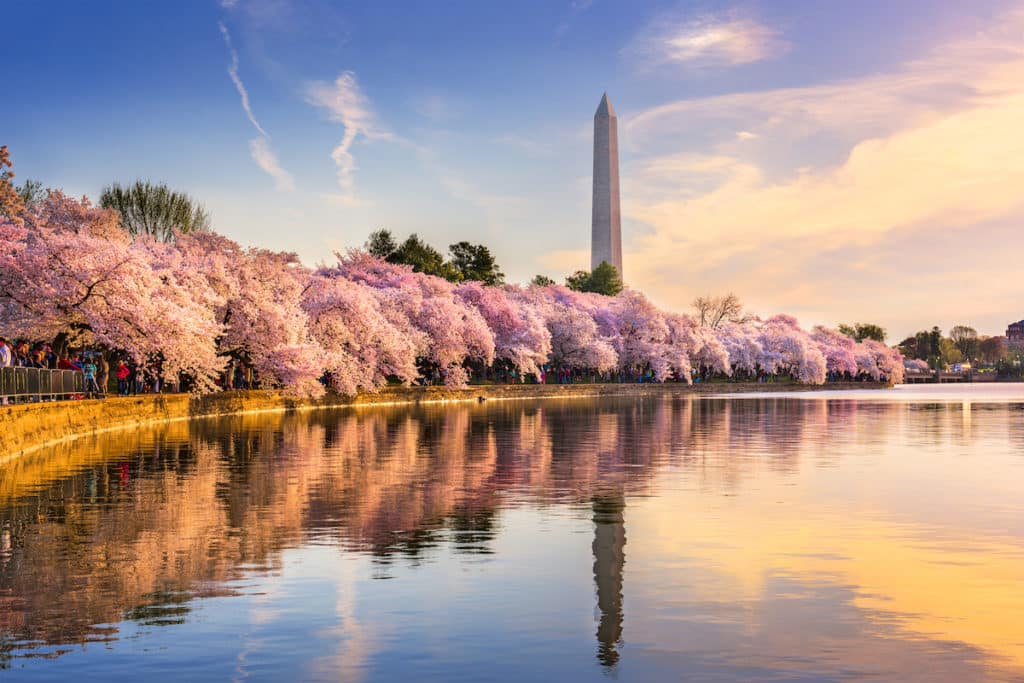 Washington Monument at the Tidal Basin during cherry blossom bloom