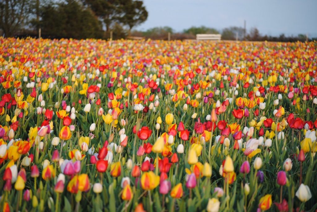 Burnside Farms's 2023 Festival of Spring tulips