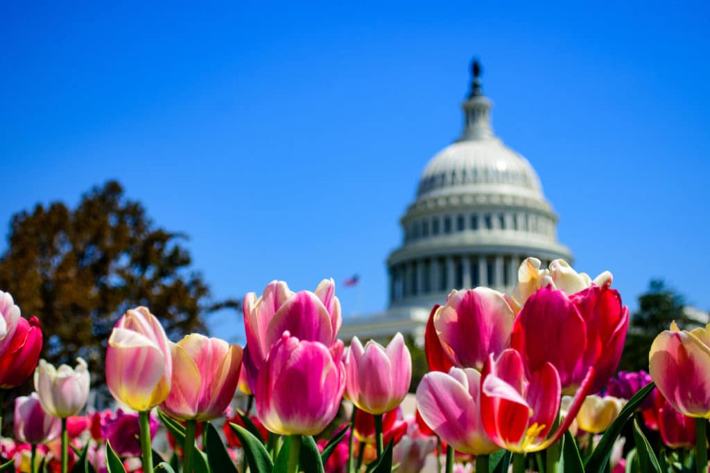 Tulips at the U.S. Capitol in D.C. in April