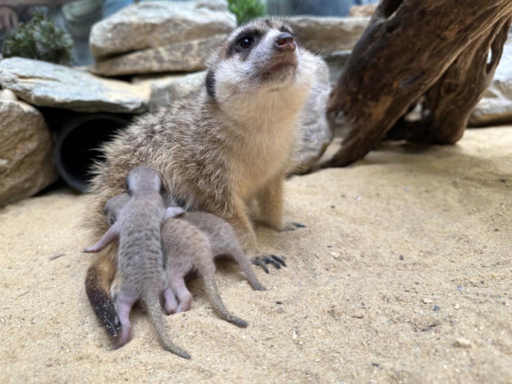 Baby meerkats at Smithsonian’s National Zoo