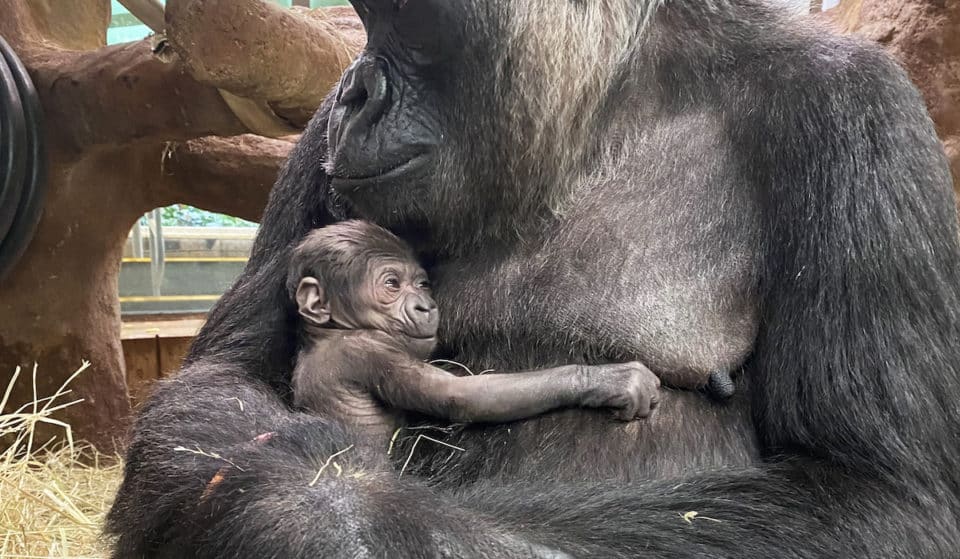Endangered Western Lowland Gorilla Born At Smithsonian’s National Zoo