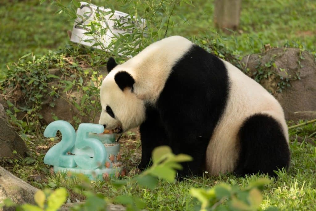 Giant Panda Mei Xiang eating special birthday cake