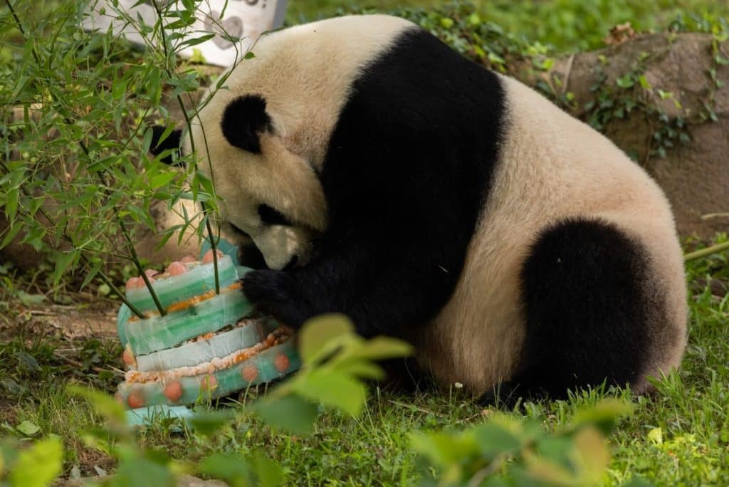 Giant Panda Mei Xiang eating special birthday cake