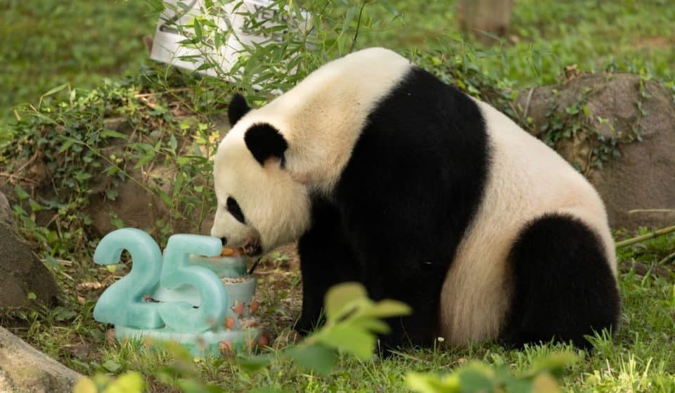 Giant Panda Mei Xiang Celebrates Final Birthday In D.C. Before Leaving This Winter