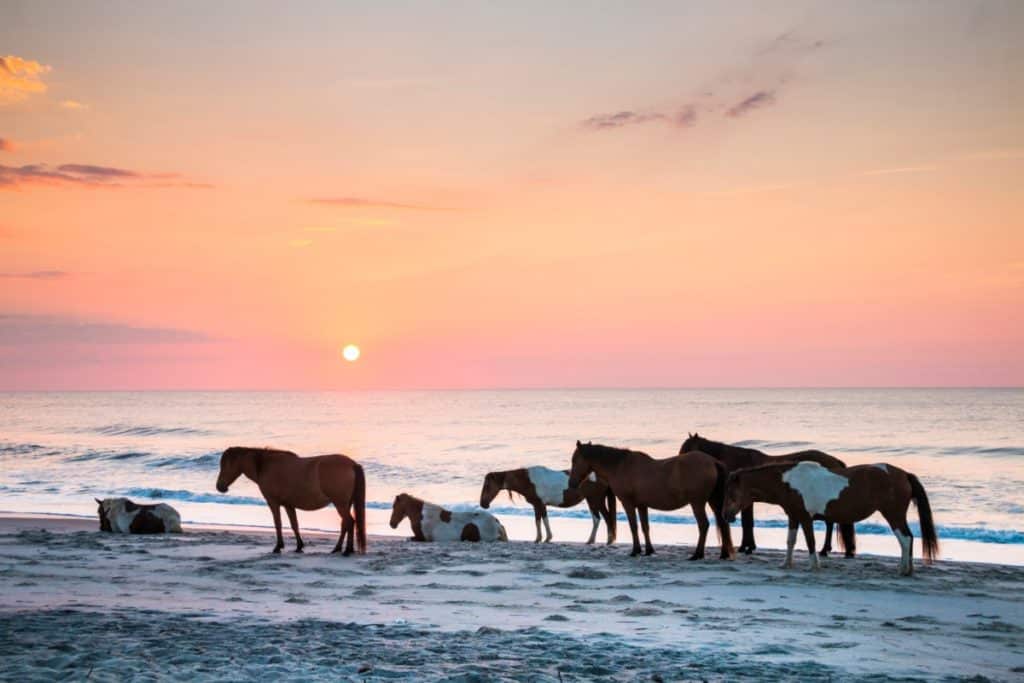 assateague-Island-horses-sunset
