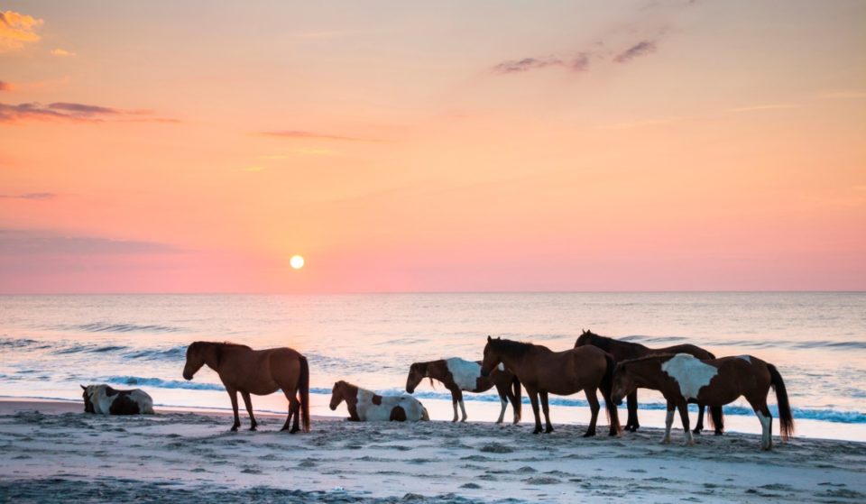This Island, 3 Hours From D.C., Is Famed For Wild Horses And Stunning Shorelines