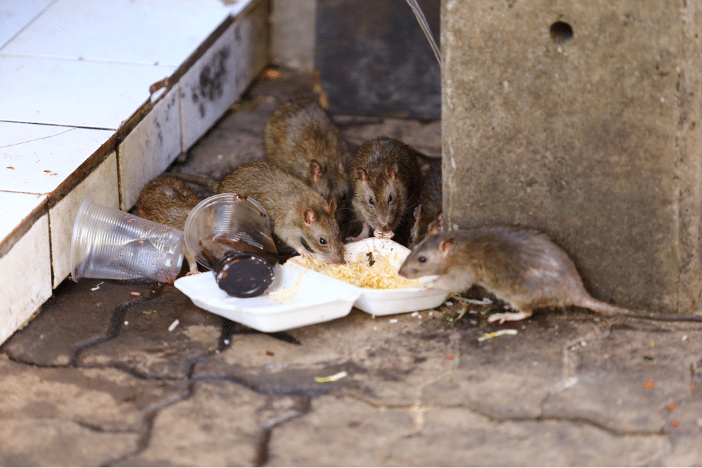 Three rats eating food trash